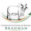 UEBB - Union des Éleveurs de Bovins Brahman